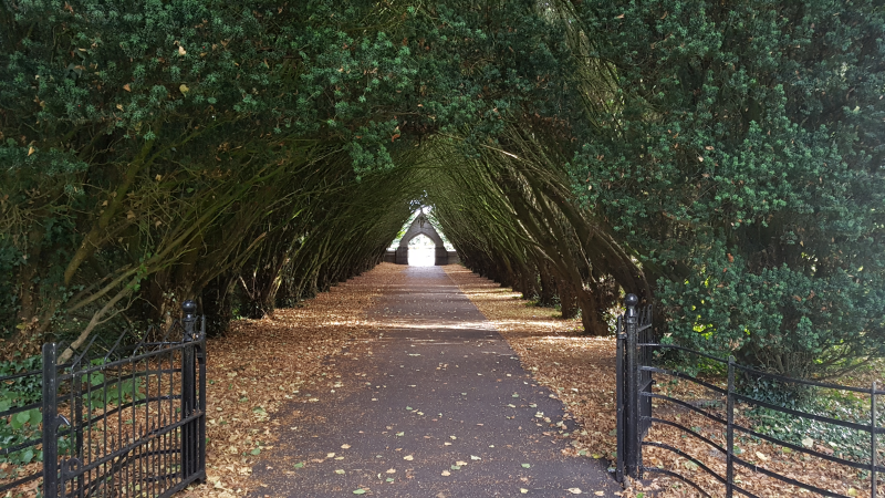 Picture of a tree-lined walk towards the Saint Patrick's College Graveyard, South Campus, Maynooth